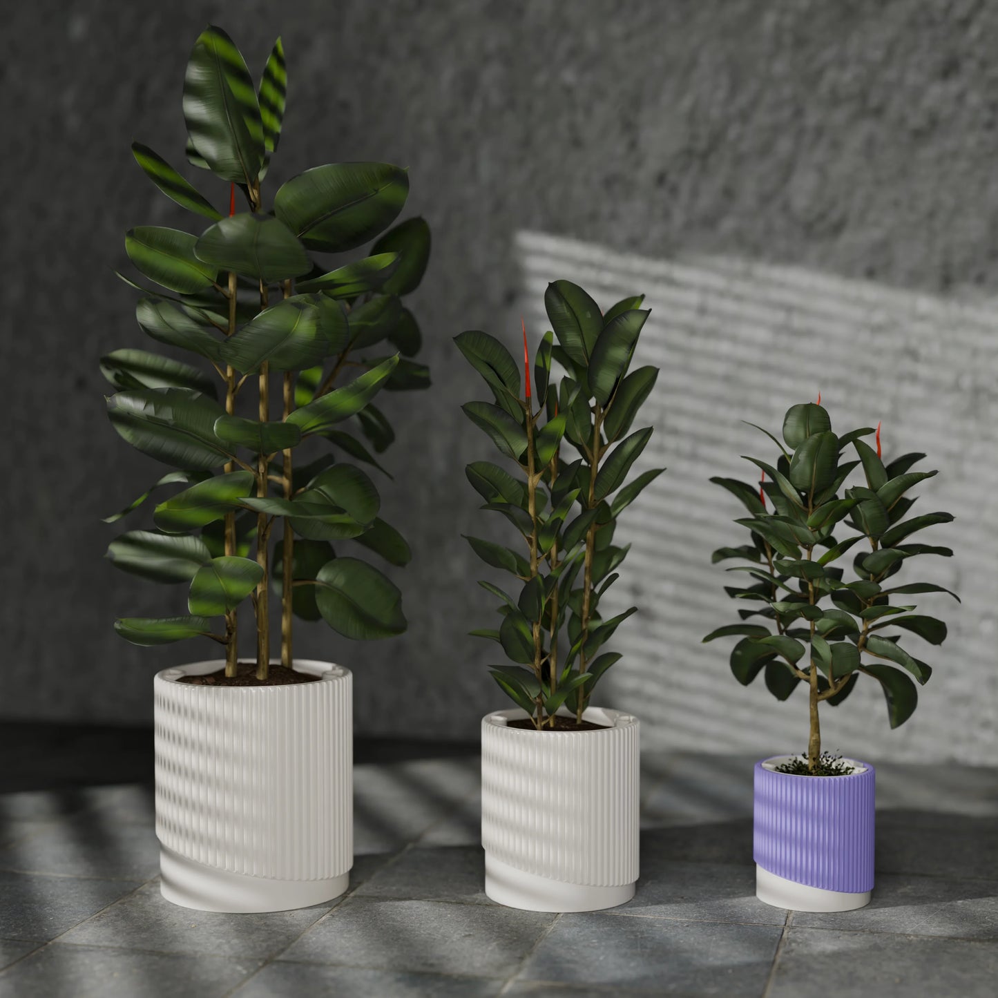 FpTacta15_PLAPeriwinkle